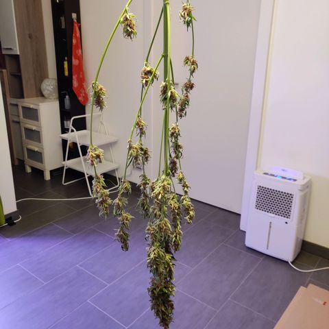 Banana Kush Cake Automatic #3 growlog timeline photo