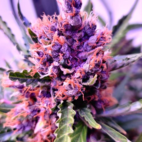 Banana Kush Cake Automatic #3 growlog timeline photo