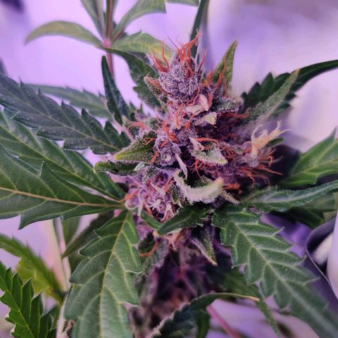 Banana Kush Cake Automatic #3 growlog timeline photo