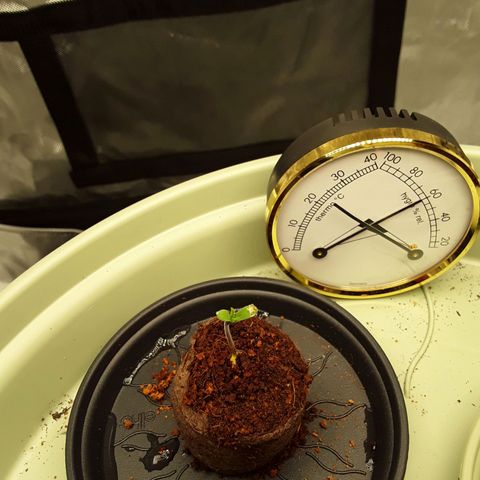 Afghani #1 #1 growlog timeline photo