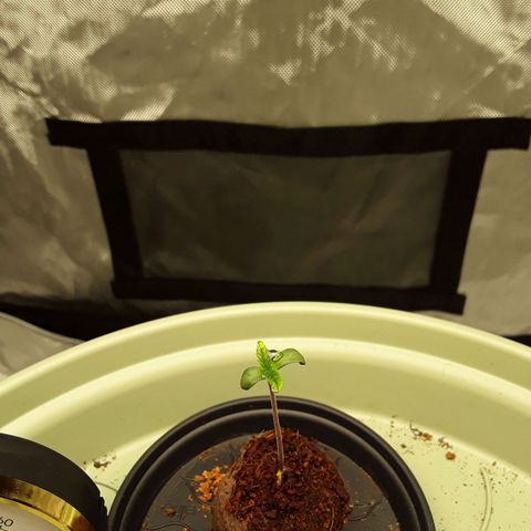 Afghani #1 #1 growlog timeline photo