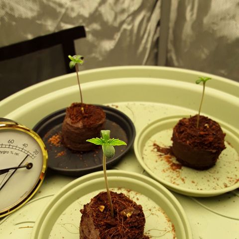 Afghani #1 #1 growlog timeline photo