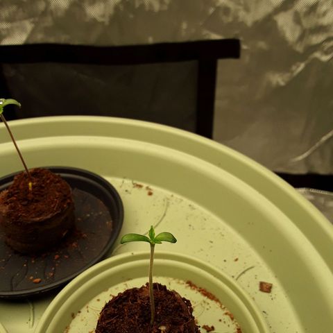 Afghani #1 #1 growlog timeline photo