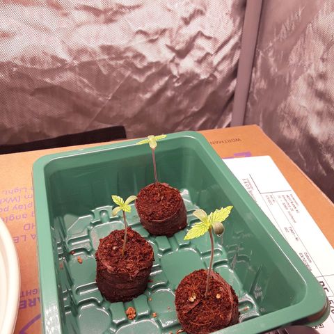 Afghani #1 #1 growlog timeline photo