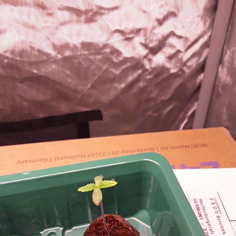 Afghani #1 #1 growlog timeline photo