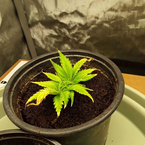 Afghani #1 #1 growlog timeline photo