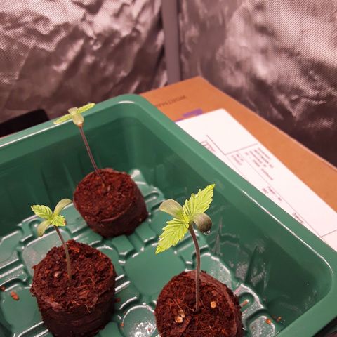 Afghani #1 #1 growlog timeline photo