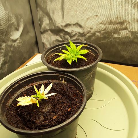 Afghani #1 #1 growlog timeline photo