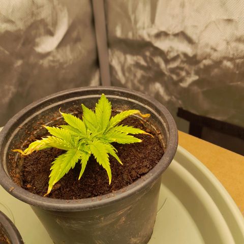 Afghani #1 #1 growlog timeline photo