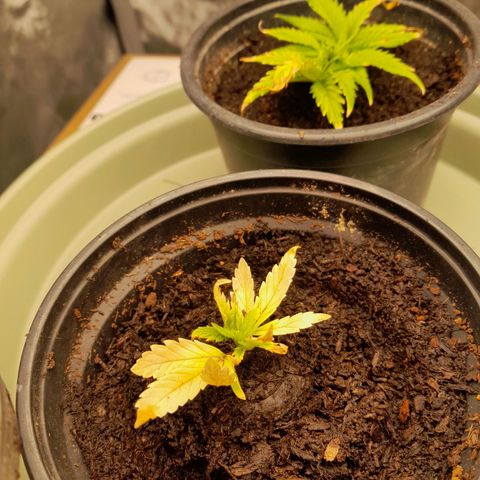 Afghani #1 #1 growlog timeline photo