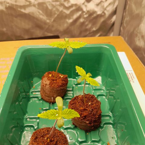 Afghani #1 #1 growlog timeline photo