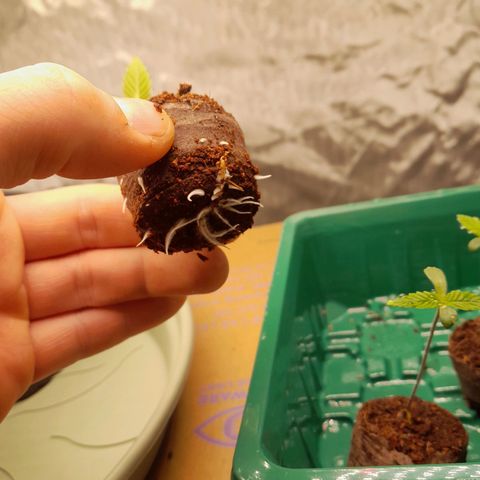 Afghani #1 #1 growlog timeline photo