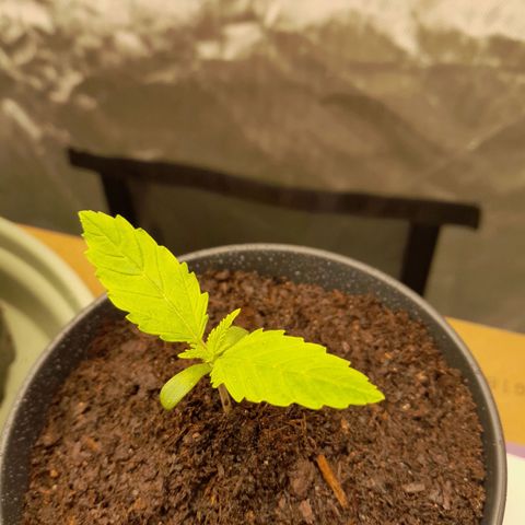 Afghani #1 #1 growlog timeline photo
