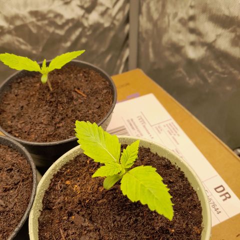 Afghani #1 #1 growlog timeline photo