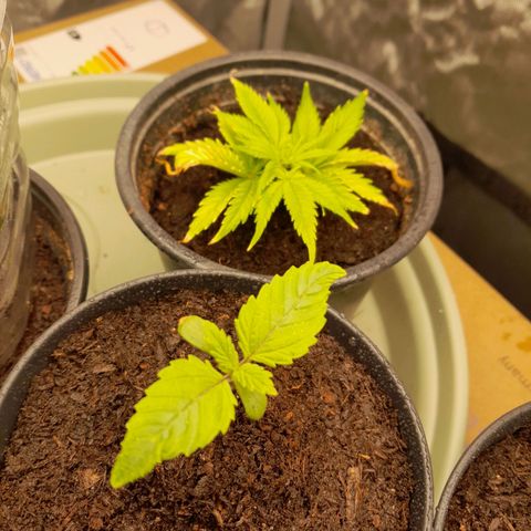 Afghani #1 #1 growlog timeline photo