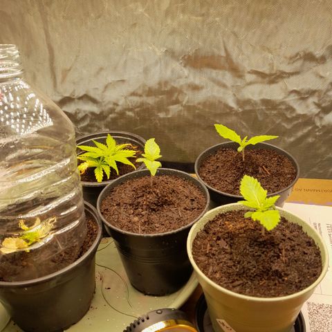 Afghani #1 #1 growlog timeline photo