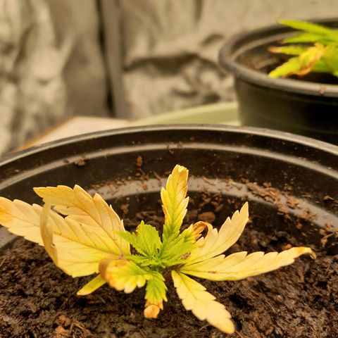 Afghani #1 #1 growlog timeline photo