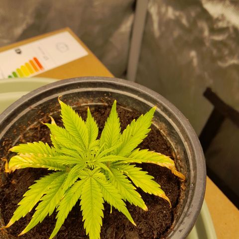 Afghani #1 #1 growlog timeline photo