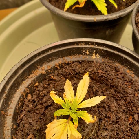 Afghani #1 #1 growlog timeline photo