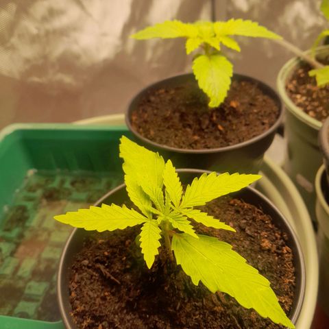 Afghani #1 #1 growlog timeline photo