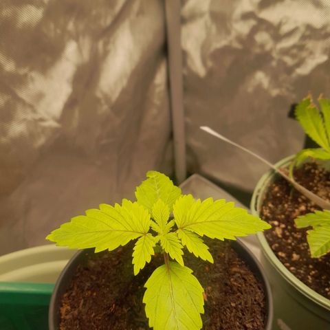 Afghani #1 #1 growlog timeline photo