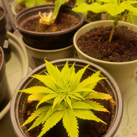 Afghani #1 #1 growlog timeline photo