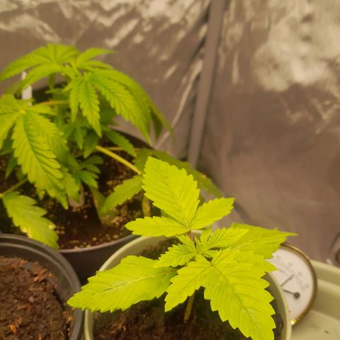 Afghani #1 #1 growlog timeline photo