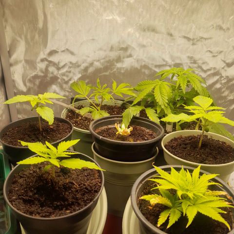 Afghani #1 #1 growlog timeline photo