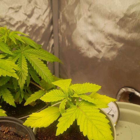 Afghani #1 #1 growlog timeline photo