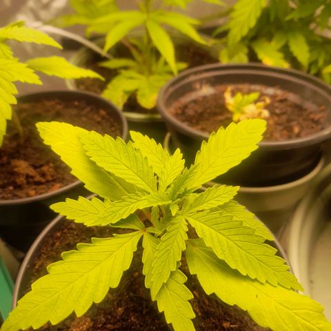 Afghani #1 #1 growlog timeline photo