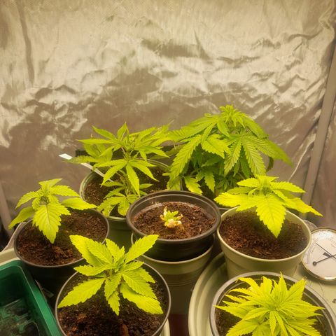 Afghani #1 #1 growlog timeline photo