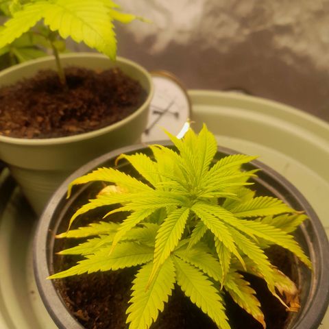 Afghani #1 #1 growlog timeline photo