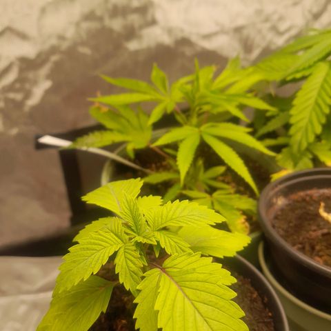 Afghani #1 #1 growlog timeline photo