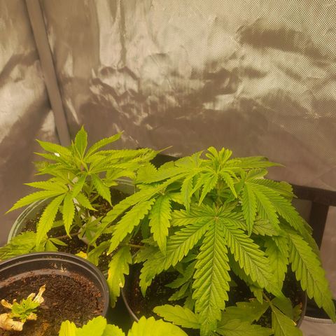 Afghani #1 #1 growlog timeline photo