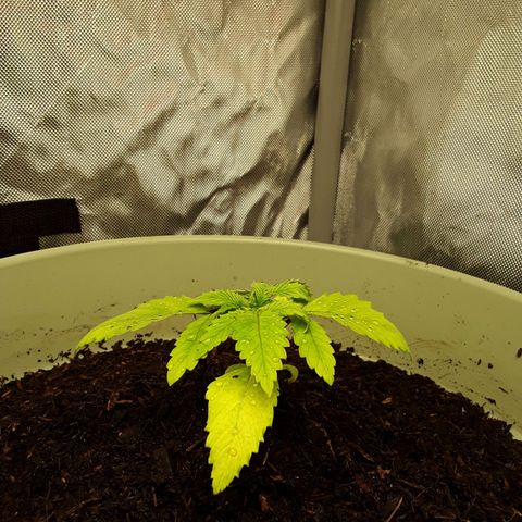 Afghani #1 #1 growlog timeline photo