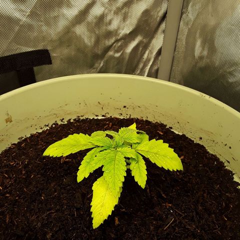 Afghani #1 #1 growlog timeline photo