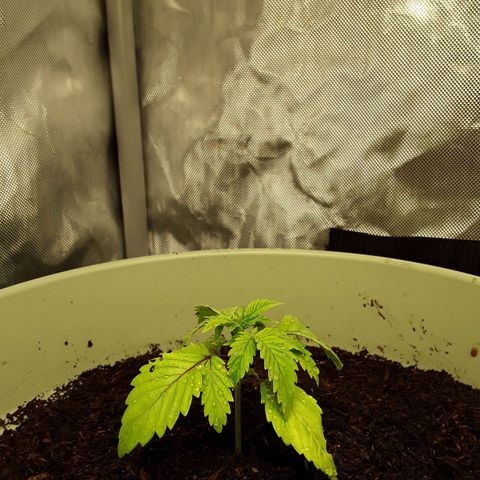 Afghani #1 #2 growlog timeline photo