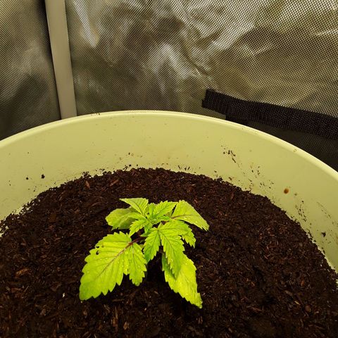 Afghani #1 #2 growlog timeline photo
