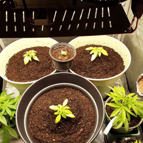 Afghani #1 #1 growlog timeline photo
