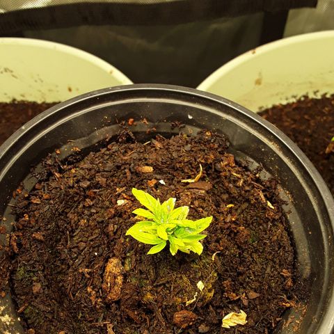 Afghani #1 #1 growlog timeline photo