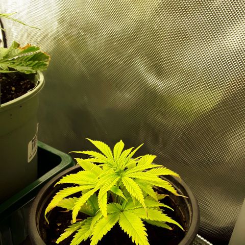 Afghani #1 #1 growlog timeline photo