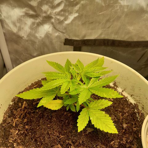 Afghani #1 #1 growlog timeline photo
