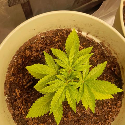 Afghani #1 #1 growlog timeline photo