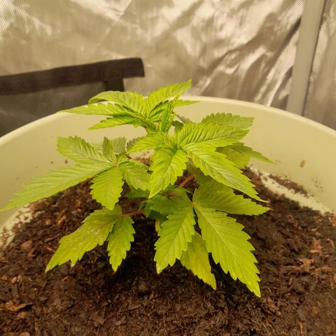 Afghani #1 #2 growlog timeline photo