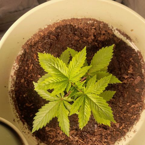 Afghani #1 #2 growlog timeline photo