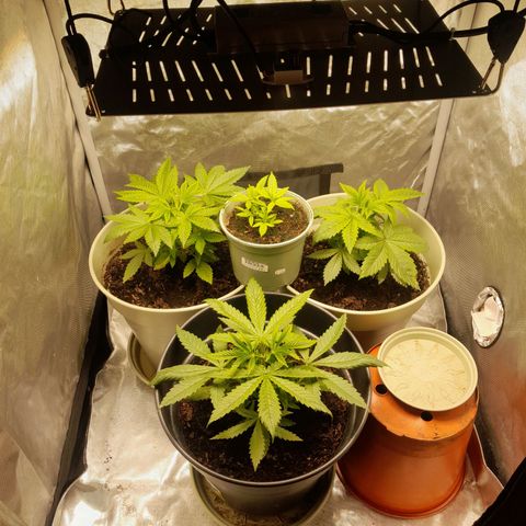 Afghani #1 #1 growlog timeline photo
