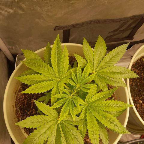Afghani #1 #1 growlog timeline photo