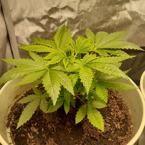 Afghani #1 #1 growlog timeline photo
