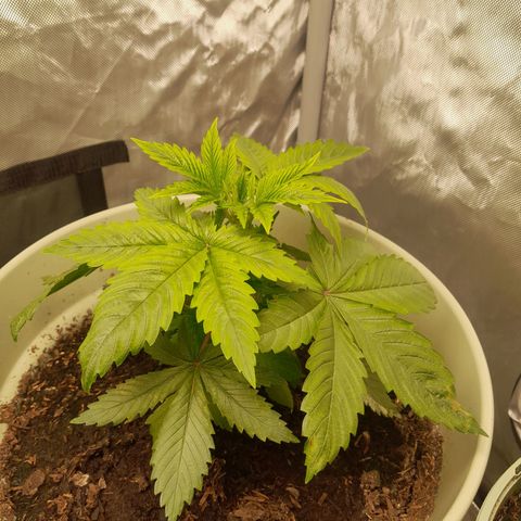 Afghani #1 #2 growlog timeline photo