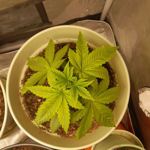 Afghani #1 #2 growlog timeline photo